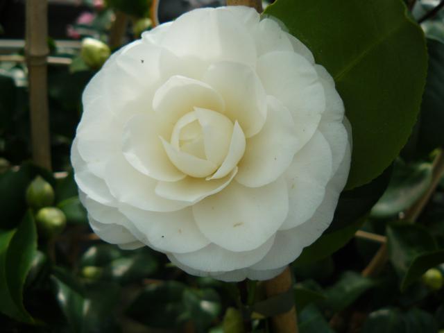 Camellia japonica 'Alba Plena' - Klik op de afbeelding om het venster te sluiten